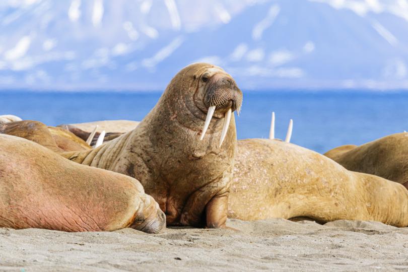 Най-дългата бременност в животинския свят