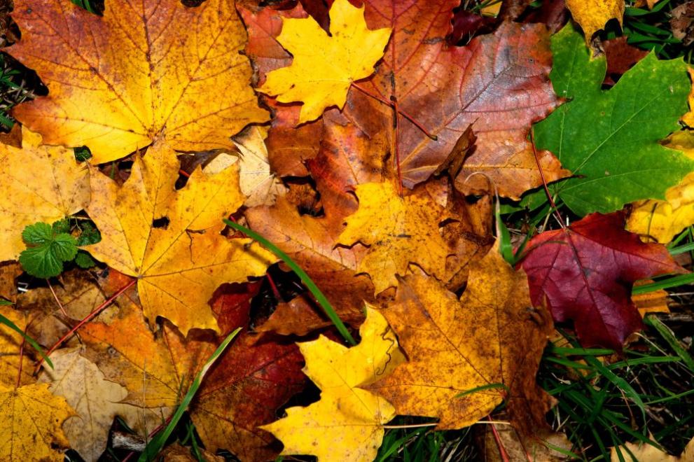  време есен котка 