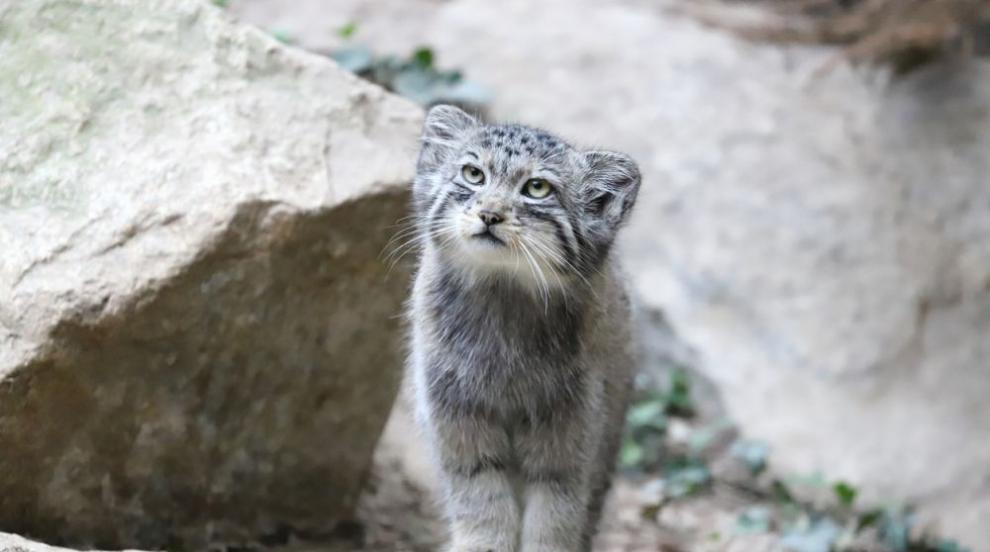 Тези сладки животни всъщност са много опасни (ГАЛЕРИЯ)