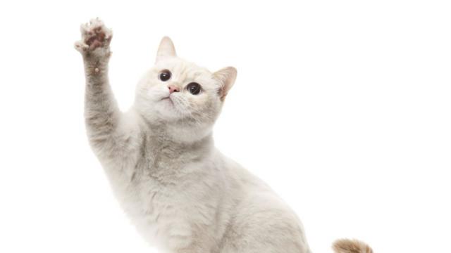 Котките, които имат изключителна привързаност към стопаните си (СНИМКИ)