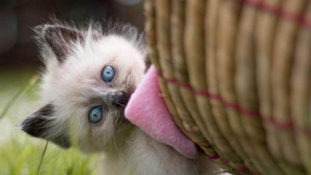Пет признака, че котката ви обича 