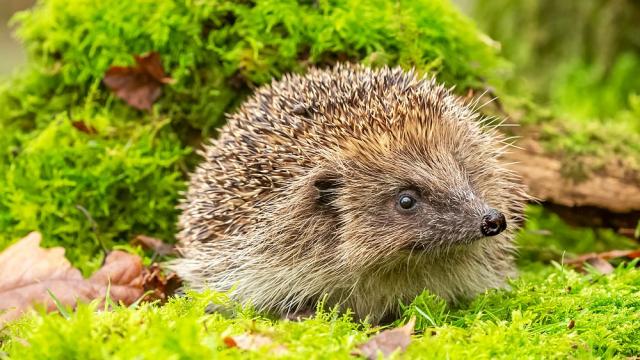Таралежите могат да бъдат опасни за хората