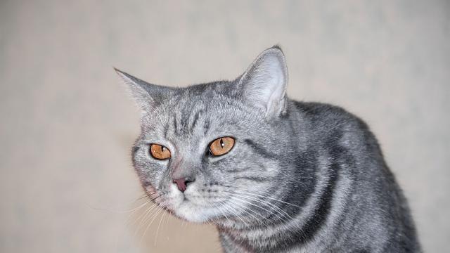 Зоолози установиха защо котките имат плешиви петна пред ушите 