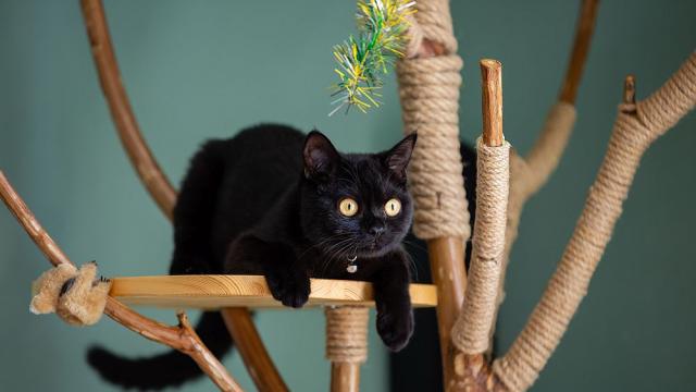 Жена видя в ухото на коте лика на Хитлер (СНИМКИ)