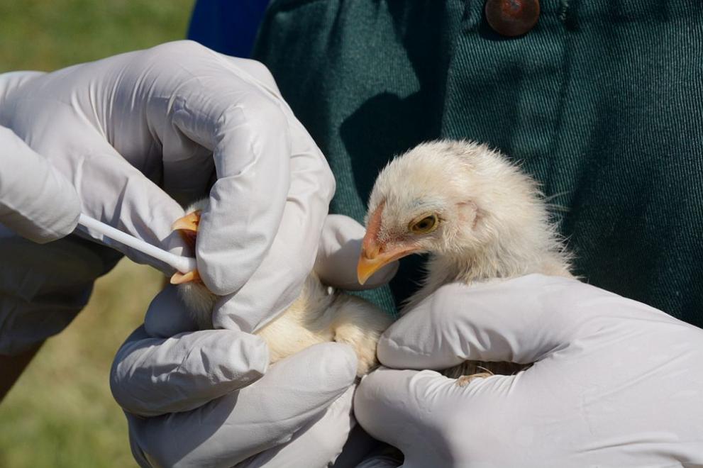 Франция започна единствената в Европа кампания за ваксиниране срещу птичи