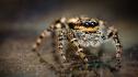 Нашествие от смъртоносни паяци завладя плувни басейни в Австралия 