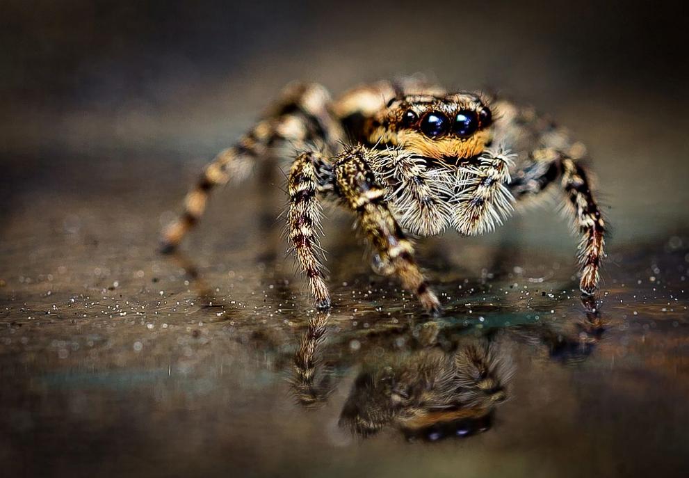 Смъртоносни паяци, които могат да оцелеят под вода повече от