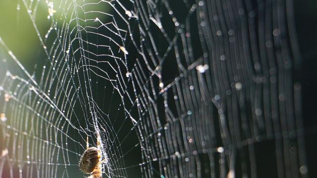 Учени: Паяците готови на цяло шоу заради женско внимание