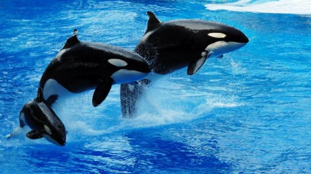 Разкритие: Косатките изяли големите бели акули край Кейптаун