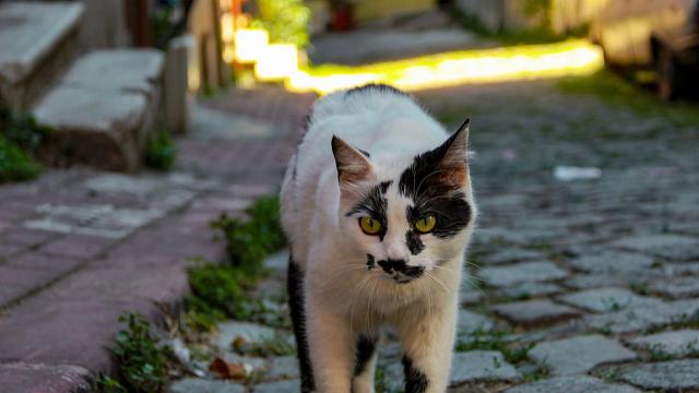 Коте-пазач прогони слон от територията си
