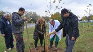 залесяване