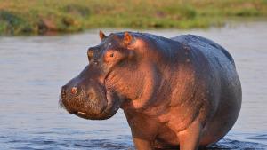 В Колумбия започна стерилизацията на хипопотами потомци на животни внесени