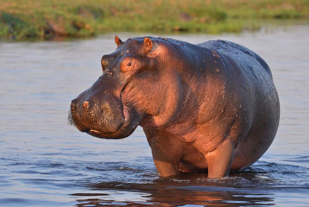 В Колумбия започна стерилизацията на хипопотами, потомци на животни, внесени