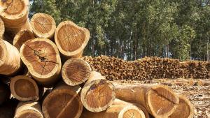 Масирани проверки за незаконен дърводобив текат в цялата страна Екипите