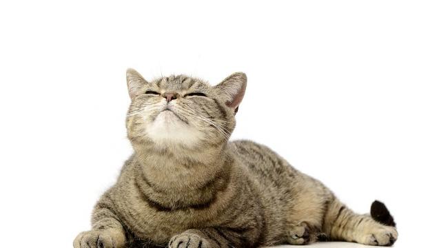 Китайски котарак ходи на училище, мразел да стои сам (СНИМКИ)