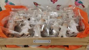 в помощ на лекарите