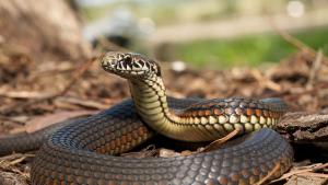 Тайнственият и интересен свят на влечугите оживява в изложбата Snake