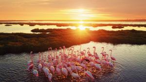 Десетки птици фламинго са убити при сблъсък със самолет в