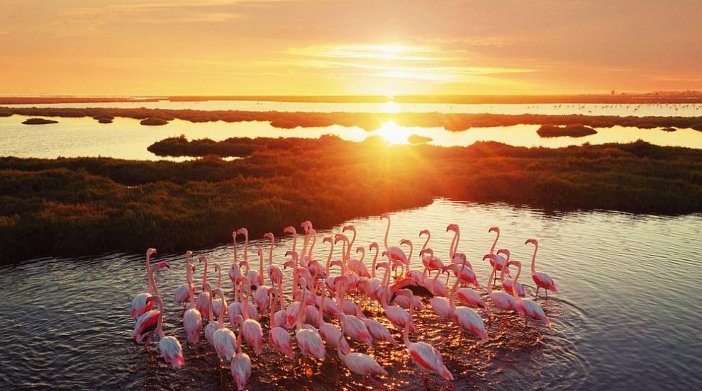 Десетки птици фламинго са убити при сблъсък със самолет в Индия