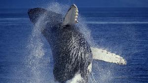 Огромен гърбат кит за кратко погълна каякар в морето край