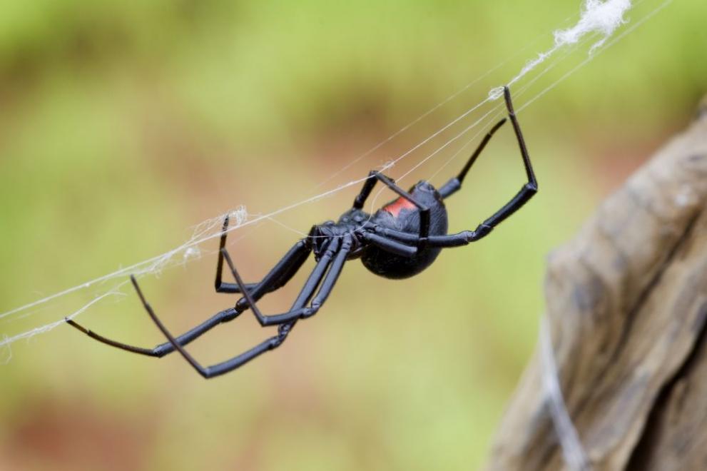 Смъртоносни паяци от семейството на черната вдовица се множат в южните части на Русия