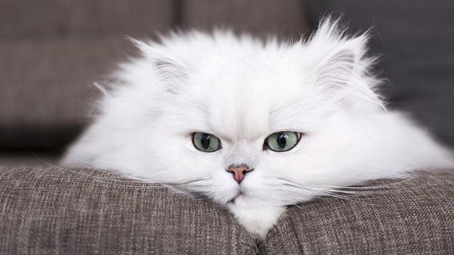Котката на Мишел Пфайфър успя да изуми стопанката си след 8 години заедно (ВИДЕО)