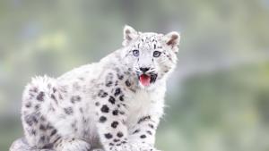 Представителите на вида снежен леопард в хималайски резерват в подножието