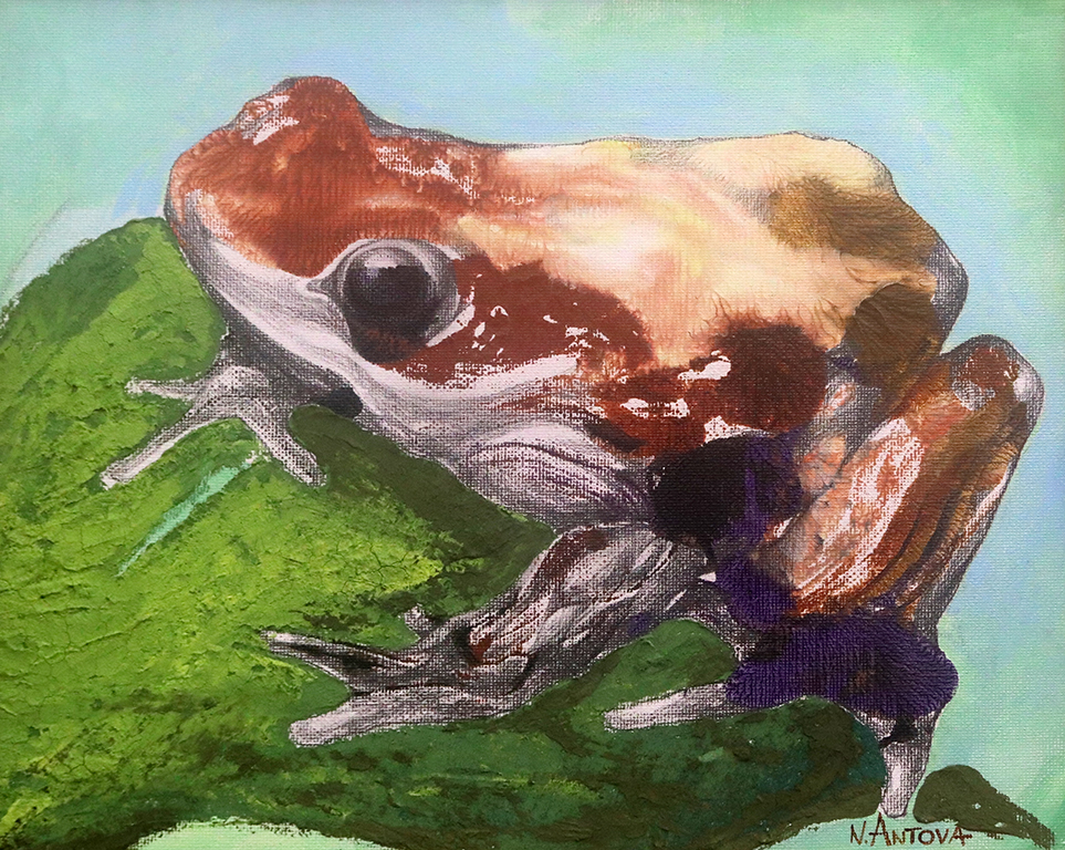 <p>Малка жабка</p>