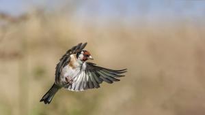 кадънка калдарина