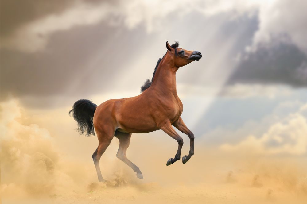 1. Арабски кон<br>
<br>
Цена: до приблизително 100 000 $<br>
<br>
Най-старата и царствена порода коне, която произхожда от Арабския полуостров. Той има различна форма на главата и висока каретна опашка с издълбана шия, което го прави уникален сред другите.