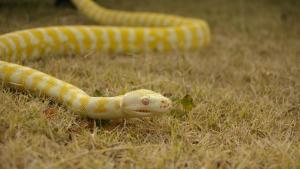 Бум на змиите в градовете се наблюдава през последните месеци