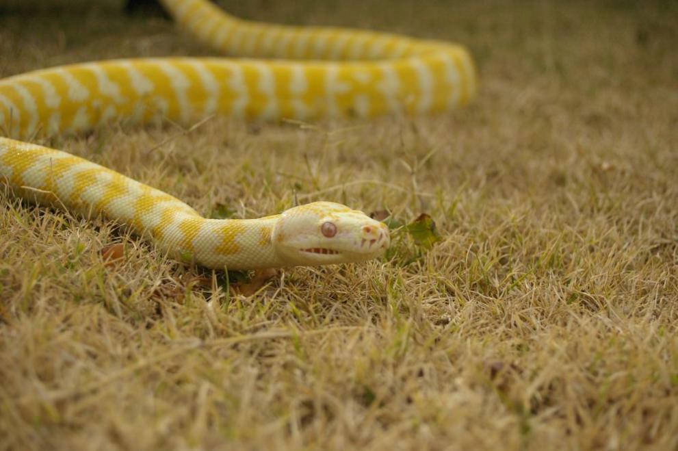 Бум на змиите в градовете се наблюдава през последните месеци,