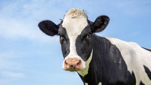 Конкурс за красота: 100 крави се бориха за короната на „Мис Източна Фризия“ (СНИМКА)