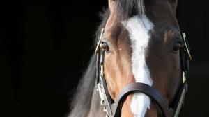 Единадесетият традиционен турнир по конен спорт Купа Бургас 2022 ще