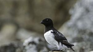 Видовете птици в света намаляват с бързи темпове