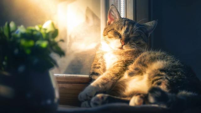 Коронакризата доведе до фалит прочутото котешко кафене в Торино