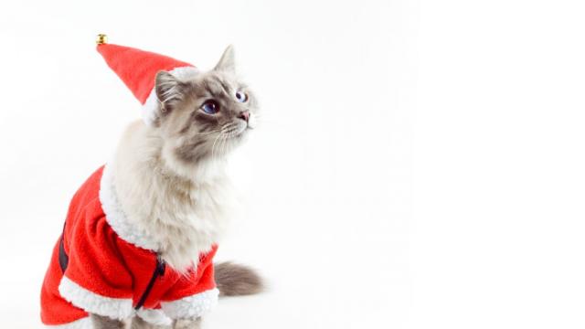Не обличайте котките си с коледни костюми, вредите им