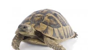 костенурка