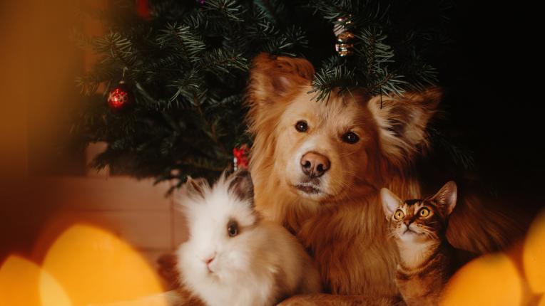  Коледна диета: започнете я в този момент, с цел да ви е леко на стомаха до празниците 