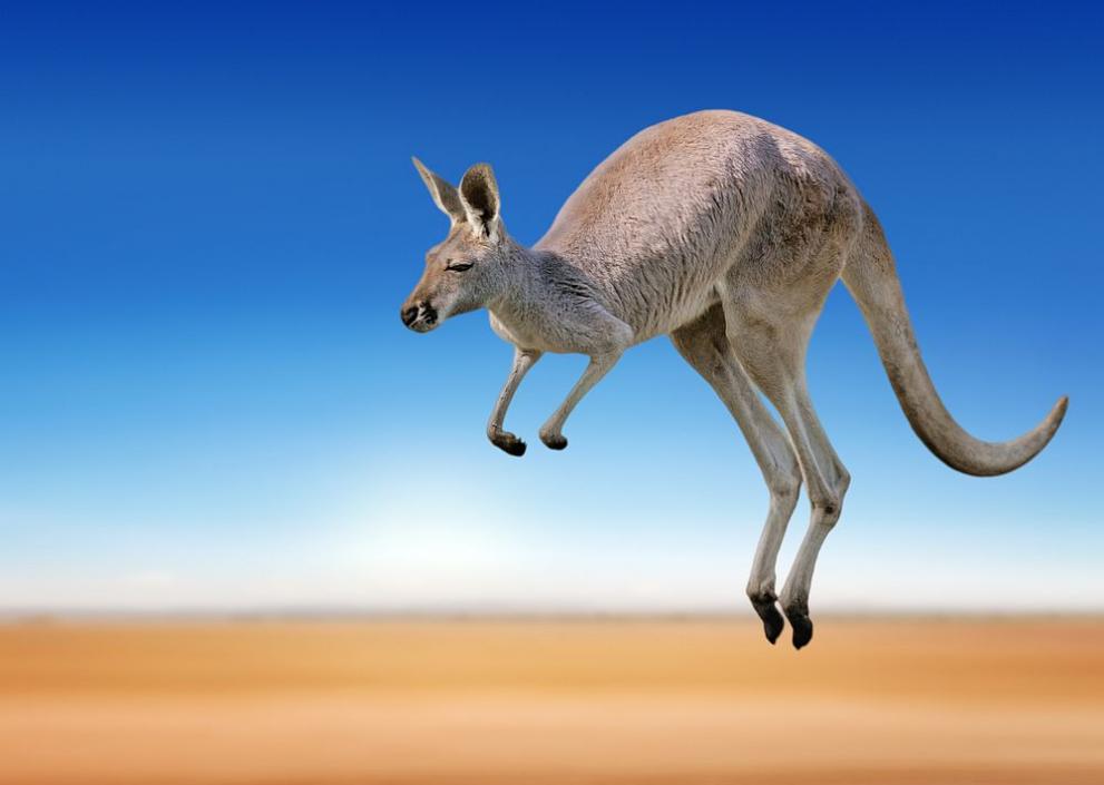Австралийските медии съобщават за първия случай на нападение на кенгуру