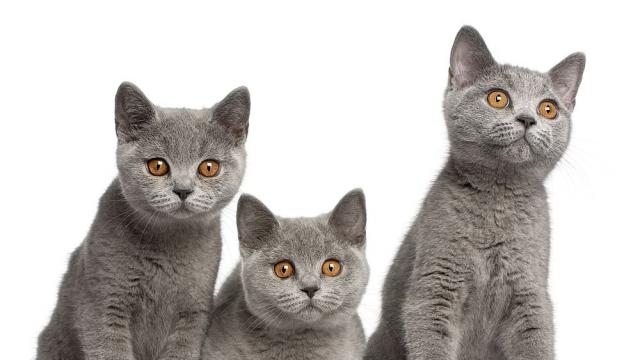 Какво ни казват котките с мъркането и мяукането си