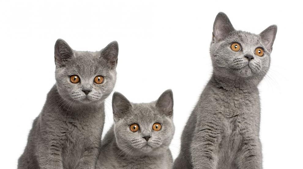 Какво ни казват котките с мъркането и мяукането си