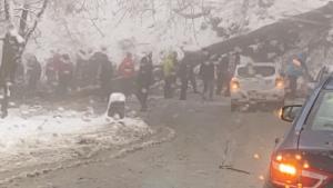 паднало дърво Алеко