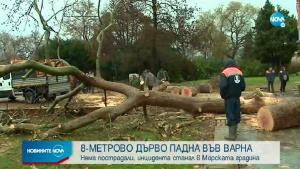 Варна дърво