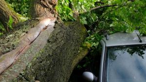 Дърво падна върху автомобил до сградата на 5 о РПУ София