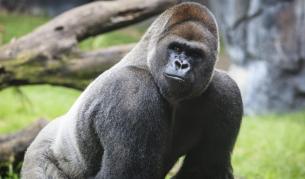 <p>За първи път: горили се разболяха от COVID-19</p>