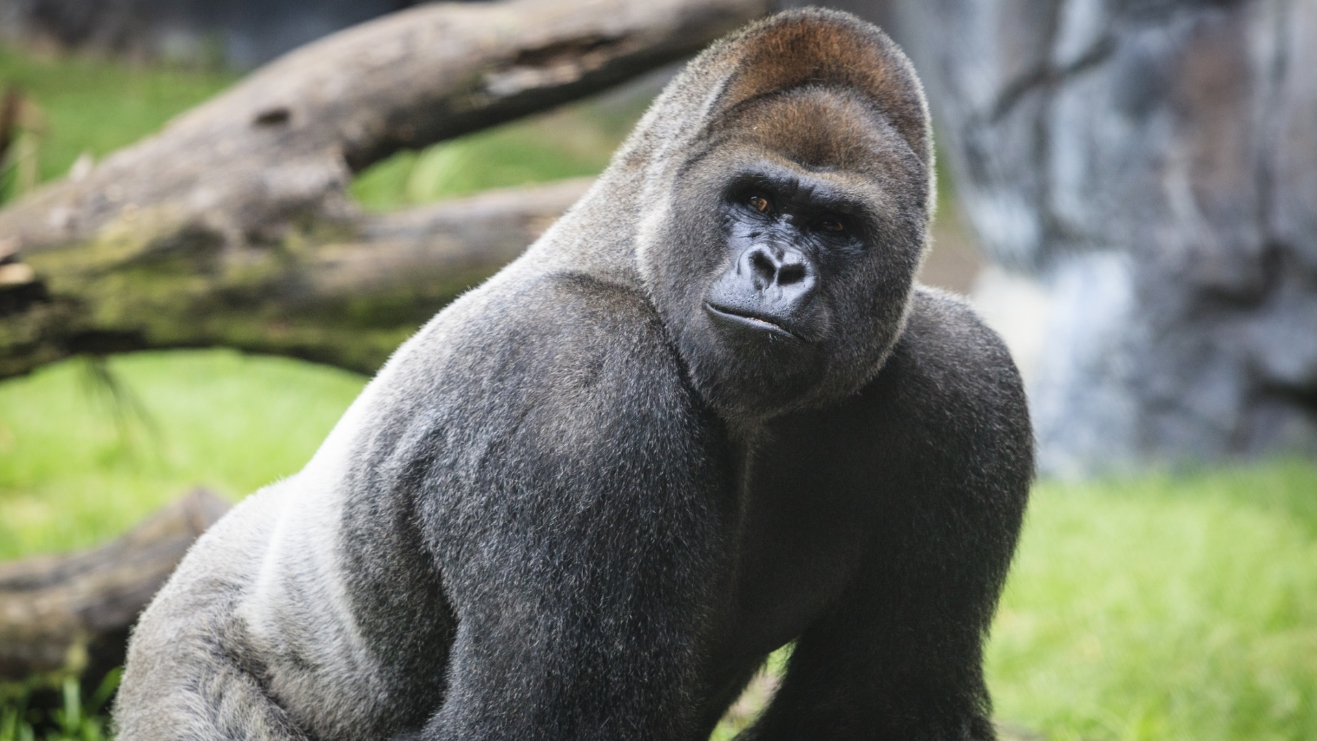 <p><strong>Западна равнинна горила</strong></p>

<p><u>Статус: критично застрашен</u></p>

<p>Точният брой на популацията на Западната равнинна горила не е известен заради отдалечения им хабитат в африканските тропически гори. Те се срещат в Камерун, Централноафриканската република, Демократична република Конго, Екваториална Гвинея, Габон и Република Конго. За последните 25 години популацията им се е сринала с 60%.</p>