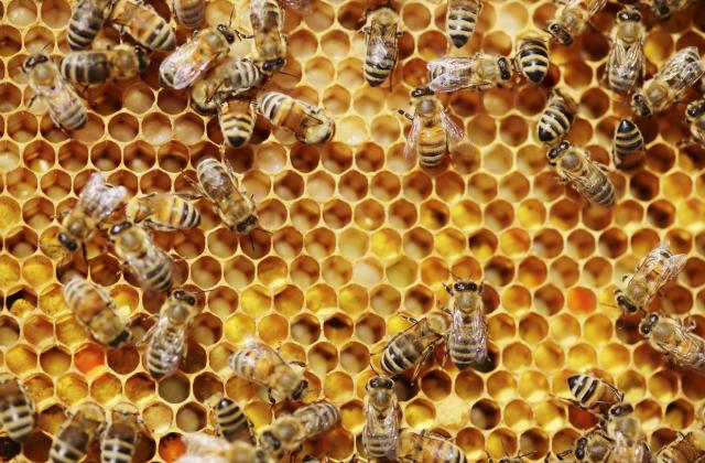 Пчеларите в България ще могат да кандидатстват за кредити от