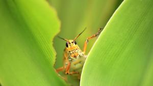 Най малко един трилион насекоми се убиват годишно за храна и