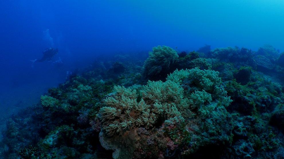 Около Малдивските острови, на дълбочина между 40 и 70 метра
